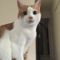 メソ