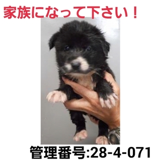 命に期限があります!小さな命を救って下さい!⑥