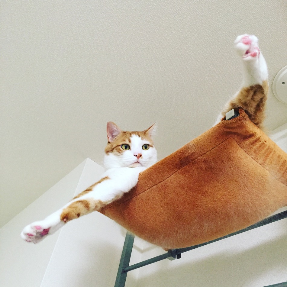 メソのカバー写真