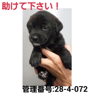 交渉中!!小さな命を救って下さい!⑦