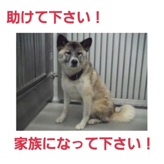 未だ募集がありません!命に期限があります!助けて!