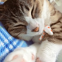 ちび子