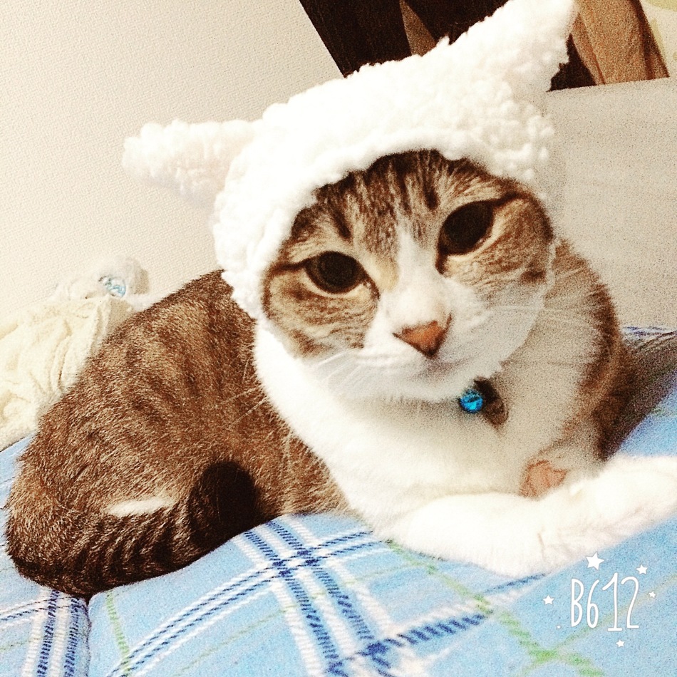 ちび子のカバー写真