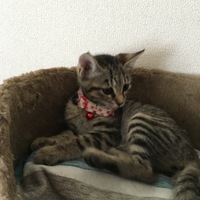 ハルちゃん