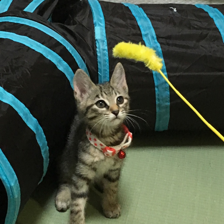 ハルちゃんのカバー写真