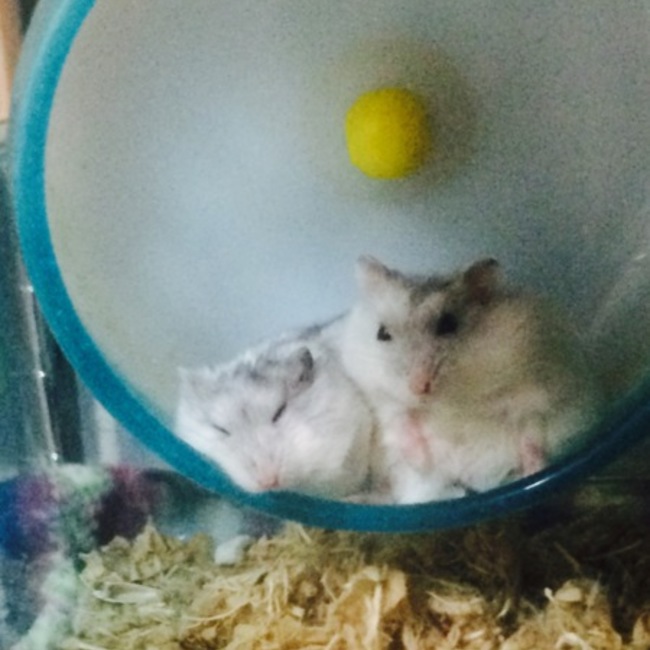 ゆきちゃむ☆のカバー写真
