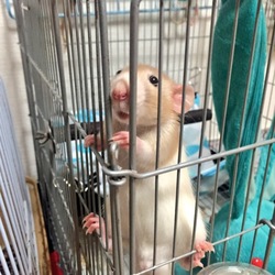 ラビオ君家をイージーホーム40にお引越し♪