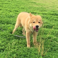 心晴空〔こはく〕