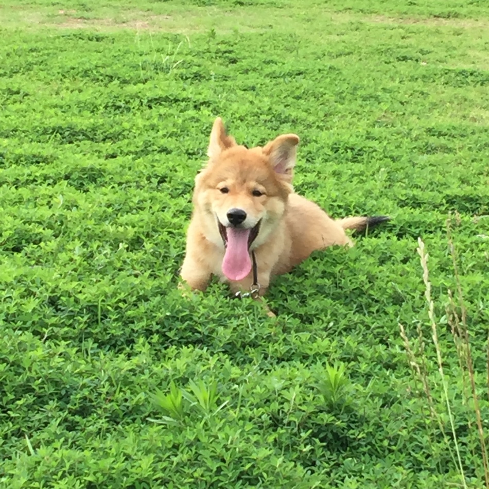 心晴空〔こはく〕のカバー写真