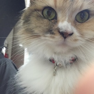 雑種、スコとノルウェージャンのミックス☆