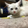 もこなです よろしくね
