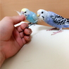 くれはとそら