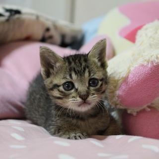 我が家のアイドル小さな歩歩ちゃん（ぽぽちゃん）