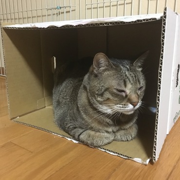 (人間)メロンが届いた！  (ニャンコ) 箱が届いた！
