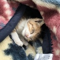 【急募】子猫里親探しています。