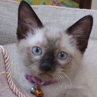 【7/31池袋会場】シャム風ゴロゴロ♪じゅりちゃん