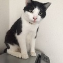 性格最高◎白黒ニャンコ(ΦωΦ)