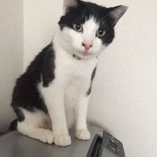 性格最高◎白黒ニャンコ(ΦωΦ)