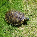 ミドリガメの里親募集