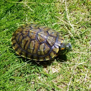 ミドリガメの里親募集