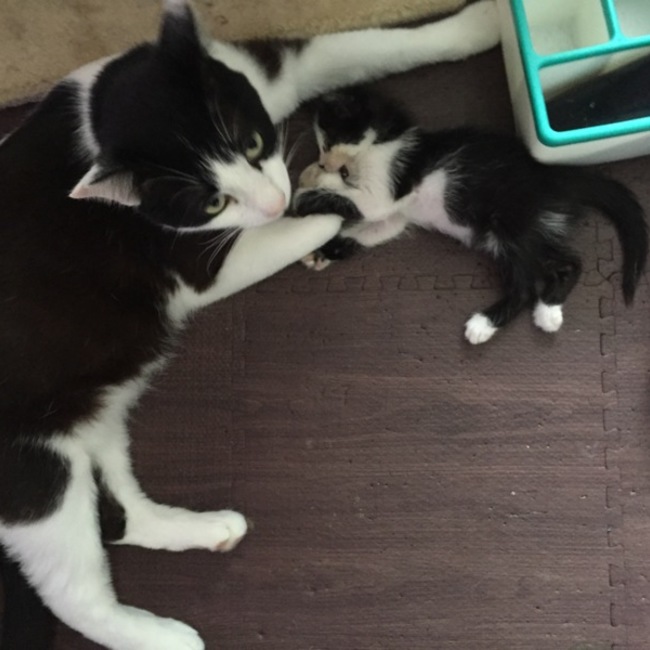 とまとじゆすのカバー写真