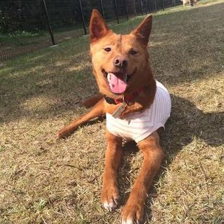 ２〜３歳美濃柴？女の子の里親さま募集！