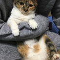 臆病な三毛猫ちゃん