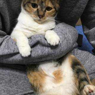 臆病な三毛猫ちゃん