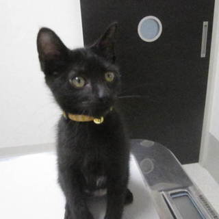 生後３カ月の可愛い女の子です。