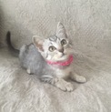 仲良しグレータビー兄妹 おでこちゃん