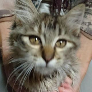 女の子らしいミヤーちゃんの里親親さん決定。