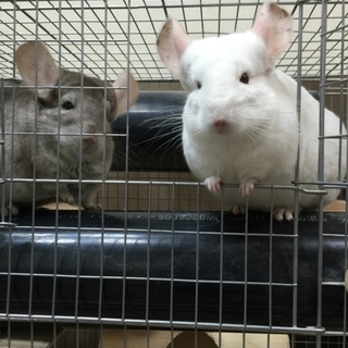 チンチラ2匹新規募集を停止本文をご参照ください