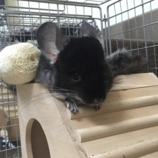 チンチラ新規募集を停止します。本文をご参照ください