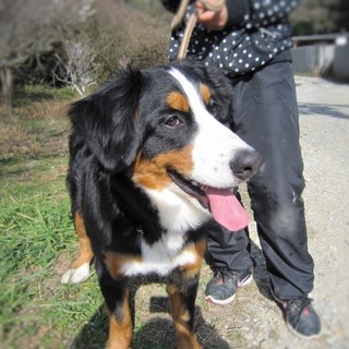 とっても甘えん坊なバーニーズ  