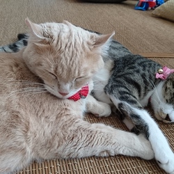 「ふなっしーが出現！！」サムネイル1