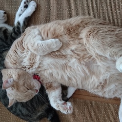 「ふなっしーが出現！！」サムネイル2