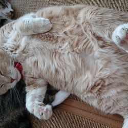 「ふなっしーが出現！！」サムネイル3