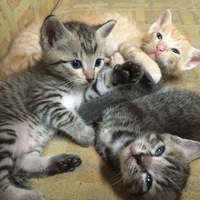 生後1ヶ月の子猫達〔4匹〕