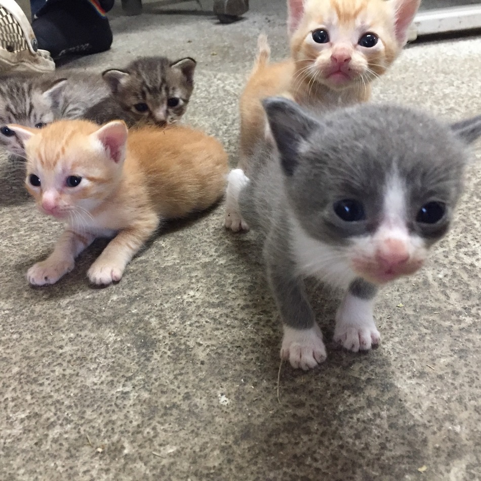 生後1ヶ月の子猫達〔4匹〕のカバー写真