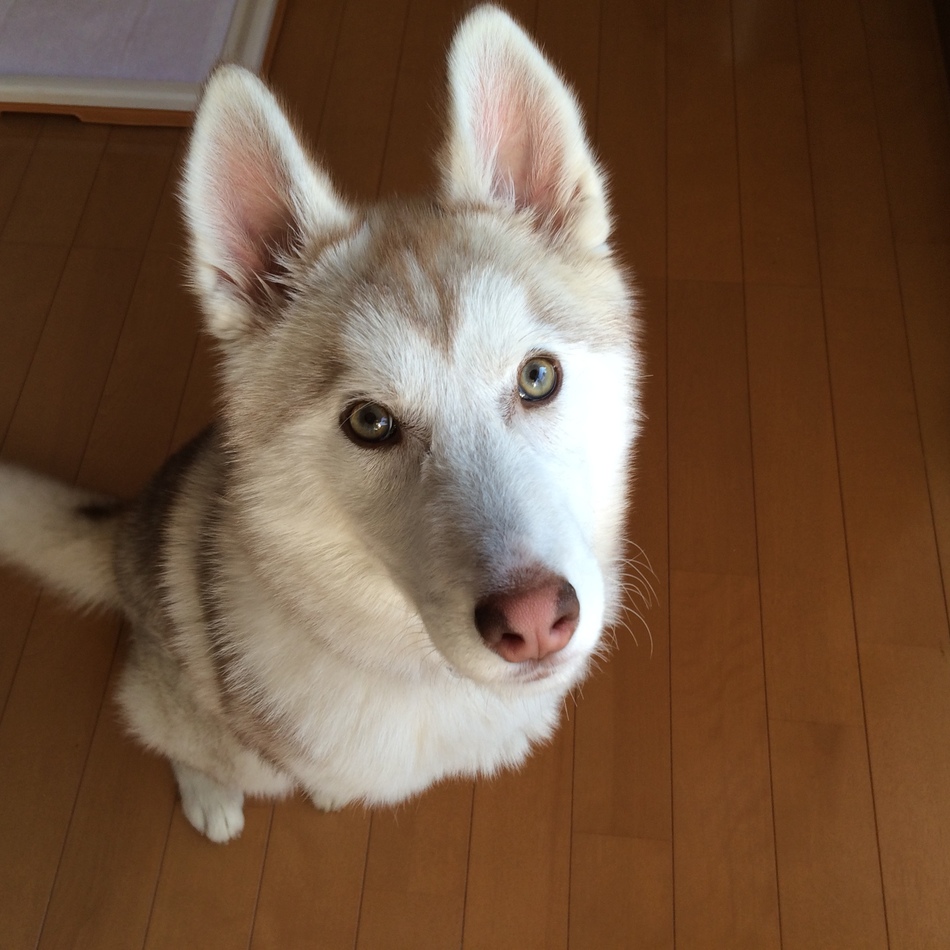 Roseのカバー写真