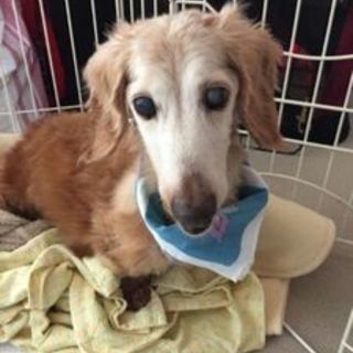 優しい気品あるお顔のベル嬢トライアル中です