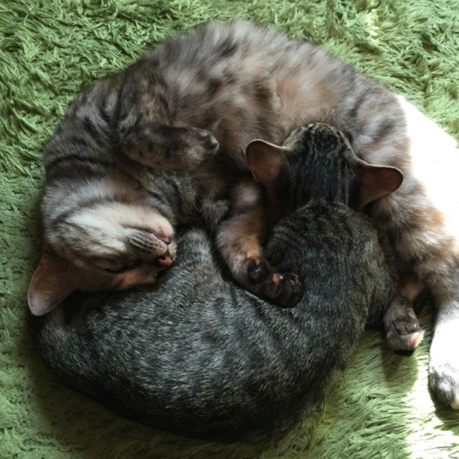 いしご れいなのカバー写真