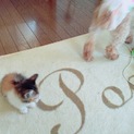 宮城に迎え来れる方☆三毛猫2ヶ月
