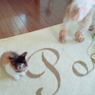 宮城に迎え来れる方☆三毛猫2ヶ月