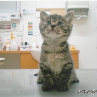 きじとらちゃん