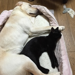 「真似っこ指しゃぶり♪」サムネイル1