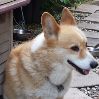 ９歳 コーギー、元気な男の子です