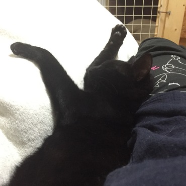 ニャン黒ナイスド睡眠iing その1