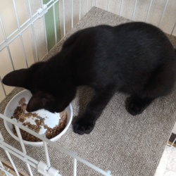 ケージに慣れてね！