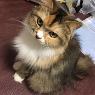 長毛雑種の美顔乙女ちゃん(ΦωΦ)